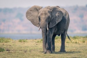 African elephant stands on floodplain watching camera