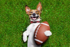 Dog holding a football and laughing out loud