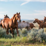 Colorful herd of horses galloping across the range in front of the mountains