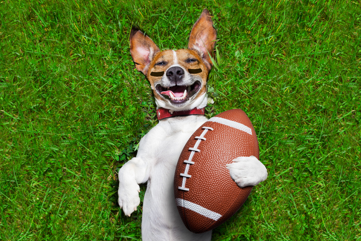 Dog holding a football and laughing out loud